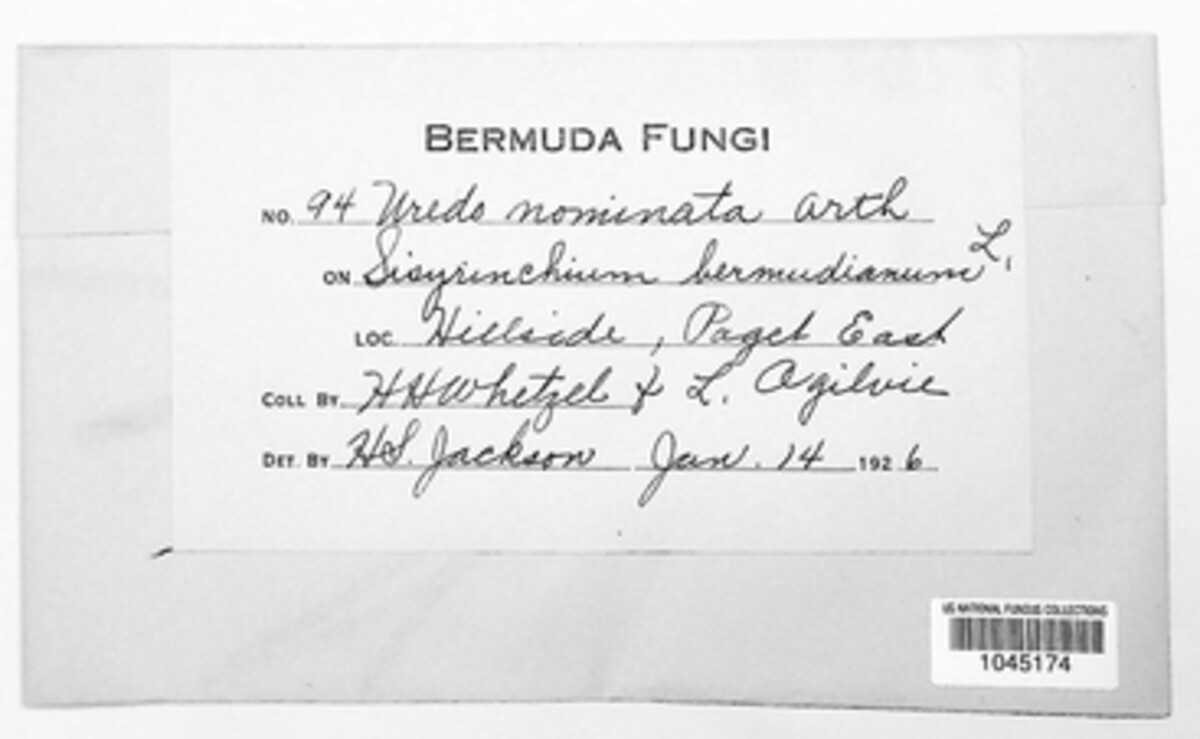 Uredo nominata image